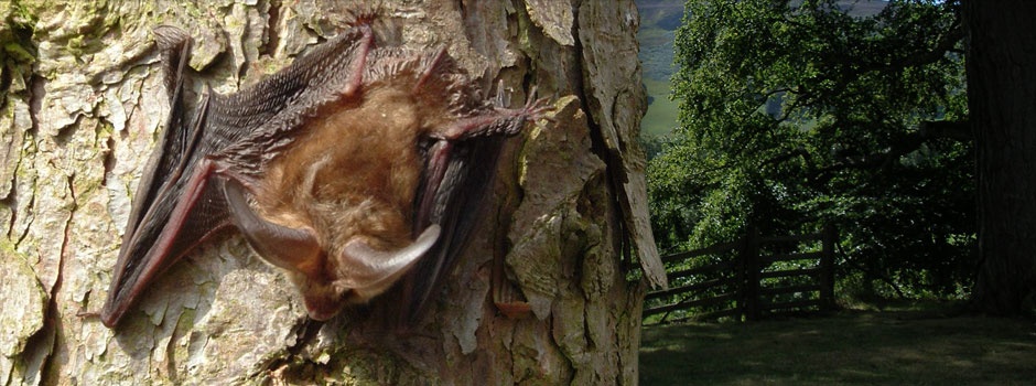 Bats