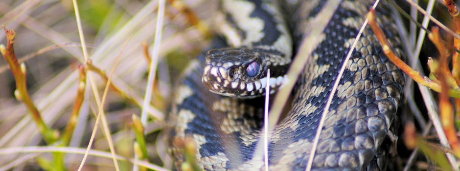 Adder