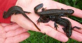 Great Crested Newt Surveys