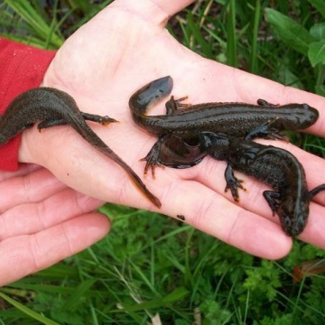 Great Crested Newt Surveys