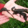 Great Crested Newt Surveys