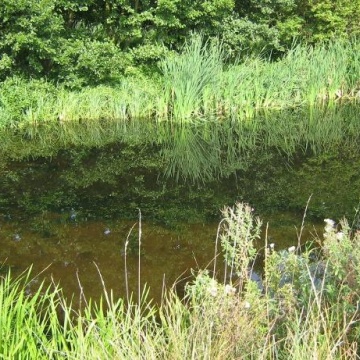 Great Crested Newt Surveys