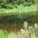 Great Crested Newt Surveys