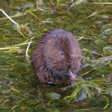Otter and Water Vole Surveys