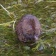 Otter and Water Vole Surveys