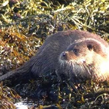 Otter and Water Vole Surveys