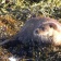 Otter and Water Vole Surveys