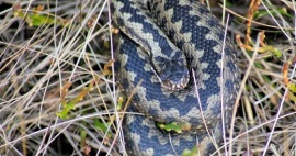 Reptile Surveys