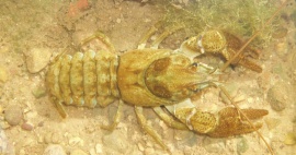 White-Clawed Crayfish Surveys