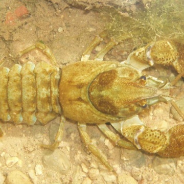 White-Clawed Crayfish Surveys