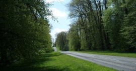 Arboricultural Surveys to British Standard 5837