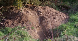 Badger Surveys
