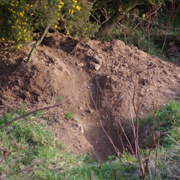 Badger Surveys