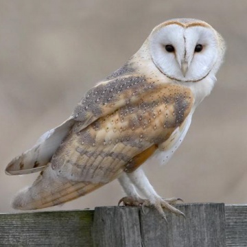 Bird Surveys