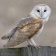 Bird Surveys