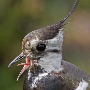 Bird Surveys
