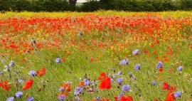 Phase 2 National Vegetation Classification