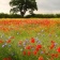 Phase 2 National Vegetation Classification