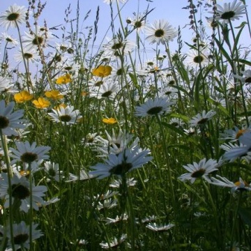 Phase 2 National Vegetation Classification