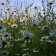 Phase 2 National Vegetation Classification
