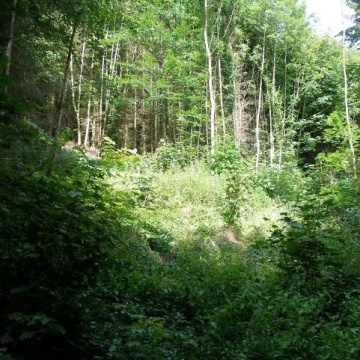 Phase 2 National Vegetation Classification